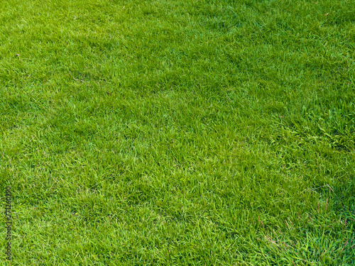 Fresh lawn texture at the garden for a natural background