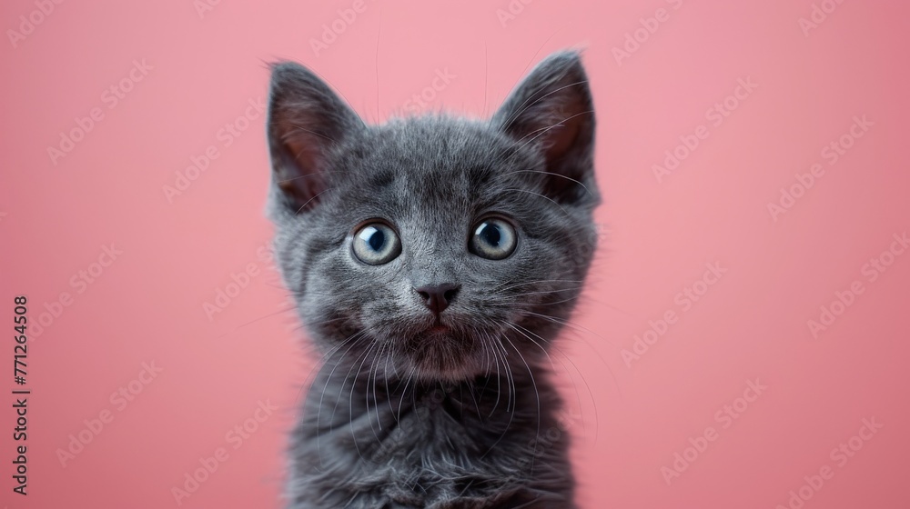 cute little british short hair kitten cat on a pink studio background