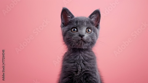 cute little british short hair kitten cat on a pink studio background