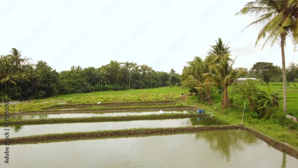 Flying over a fish pond in the middle of rice fields Flying over a fish pond in the middle of rice fields