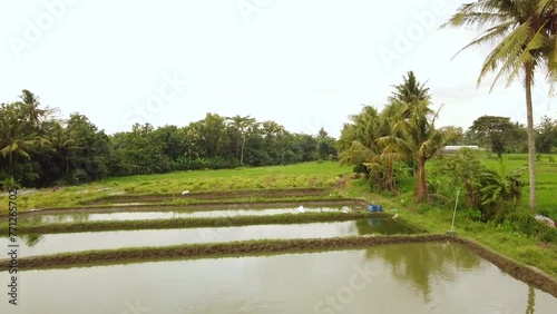Flying over a fish pond in the middle of rice fields photo