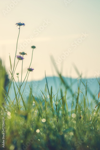 Fresh Morning Meadow: Green Grassland with Wildflowers and Selective Focus on Flower