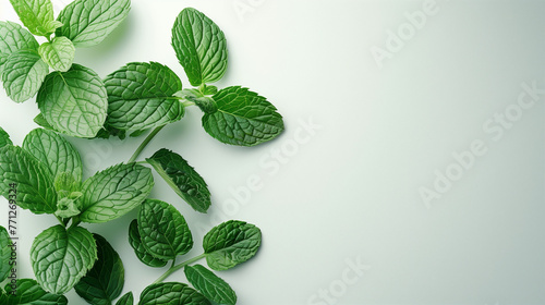 Fresh mint leaf isolated on white background, A giant sprig of lit mint, Aromatic spearmint growing in field, Mint leaves background. Green mint leaves pattern layout design. Ecology natural creative. photo