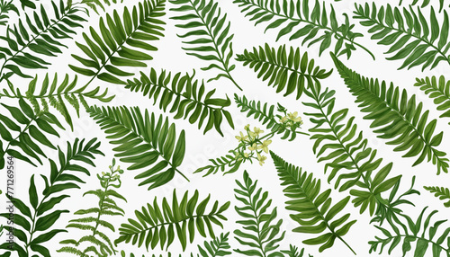 collection of ferns isolated on a transparent background colorful background