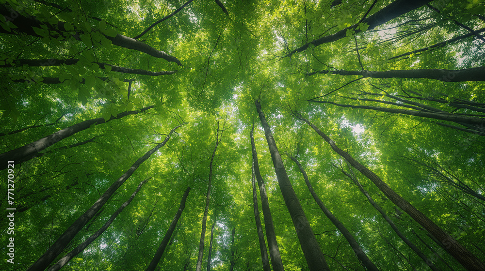 Forest, lush foliage, tall trees at spring or early summer - photographed from below.