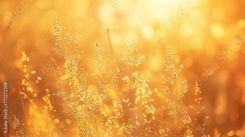 A field of grass flowers light up by a sunset golden evening light. An inspirational nature image for aesthetic of autumn and fall design. Autumn nature in pastel earth tone blurred background.