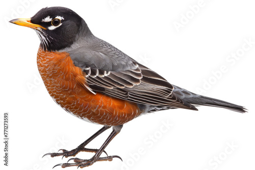 American Robin on Transparent Background