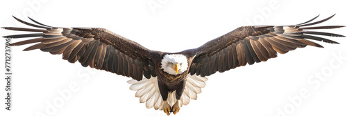  In a striking display of power and grace  the golden eagle  Aquila chrysaetos  spreads its magnificent wings  isolated in a white transparent background  showcasing its white feathers and sharp 