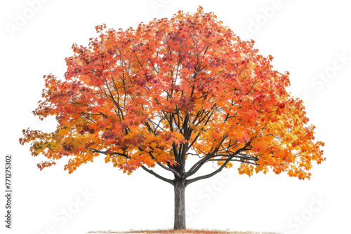 Autumn Foliage on Transparent Background