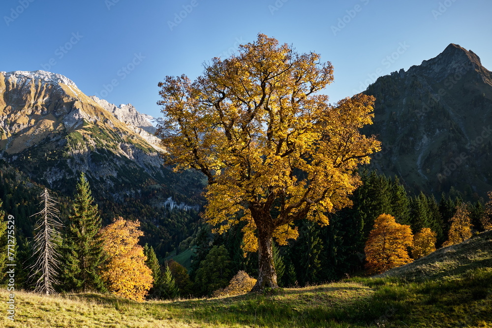 Herbst, Baum, Bergahorn im Tal mit Gipfel im Hintergrund, Alpen