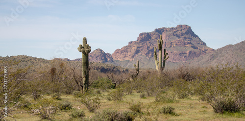 Saguaro cacti in front of Red Mountain in the Salt River management area near Scottsdale Mesa Phoenix Arizona United States © htrnr