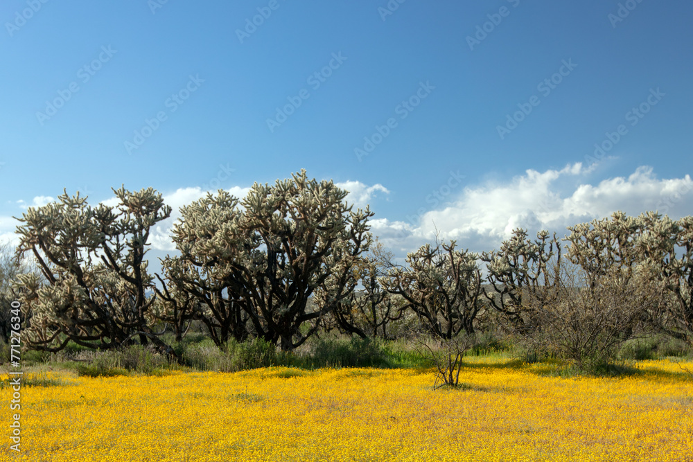 Spring yellow wildflowers and Jumping Cholla cactus in the Salt River desert area near Mesa Arizona United States Spring yellow wildflowers and Jumping Cholla cactus in the Salt River desert area near Mesa Arizona United States