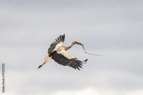 Selective focus photo. White stork, Ciconia ciconia flying in the sky.