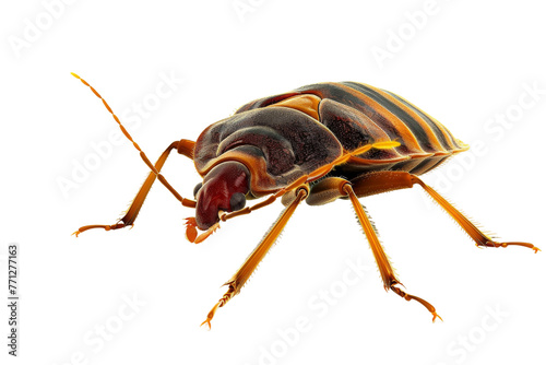 Bed Bug Infestation on Transparent Background photo