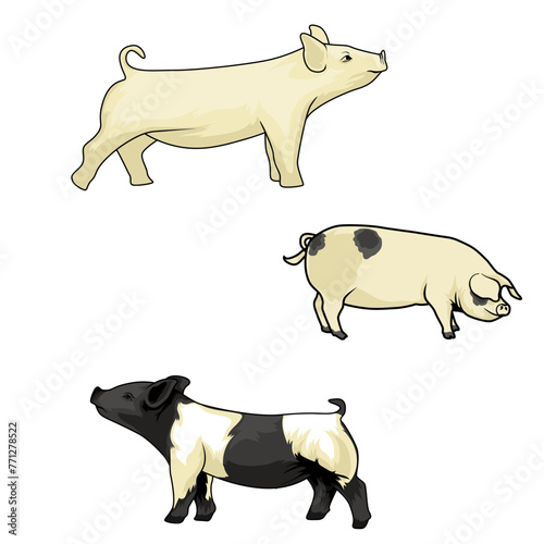 Pork Perspectives Four poses from the pig pen