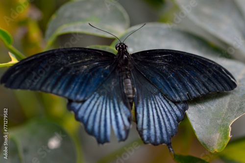 butterfly on a leaf