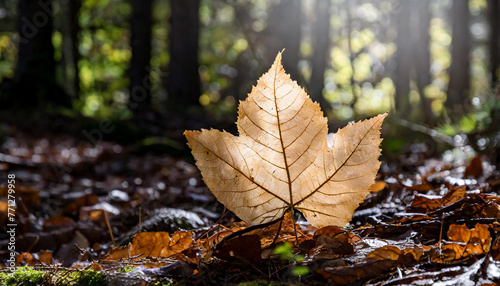 Backlit leaf on forest floor