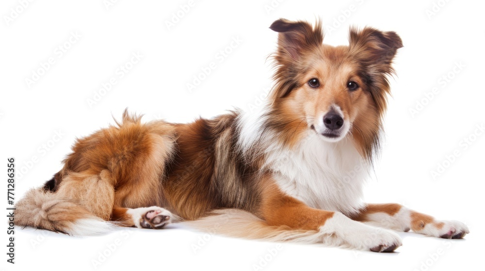 young dog white background,pet