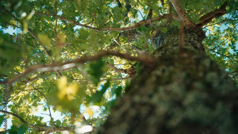 Oak in summer, with camera on trunk, dolly movement. Oak in summer, with camera on trunk, dolly movement.