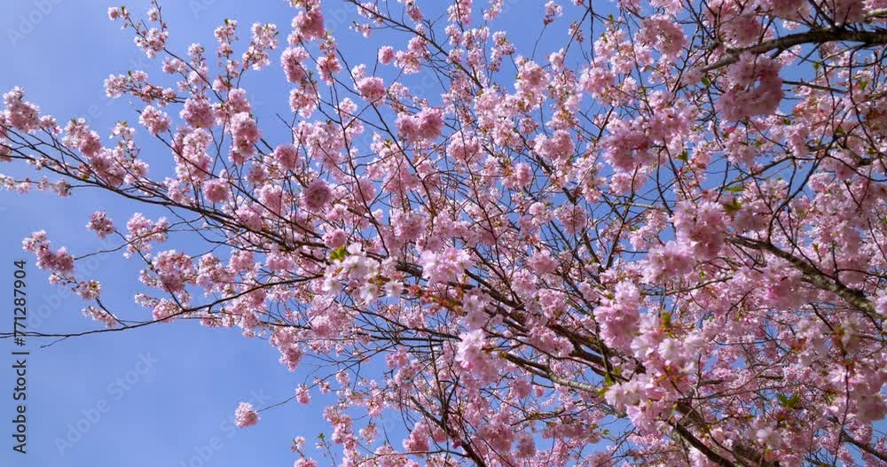 Prächtige Kirschblüte im Frühling in München, Bayern, Deutschland Prächtige Kirschblüte im Frühling in München, Bayern, Deutschland