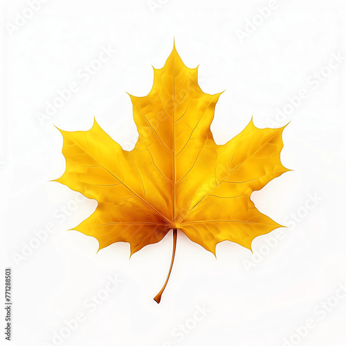 Autumn yellow maple leaf isolated on white background
