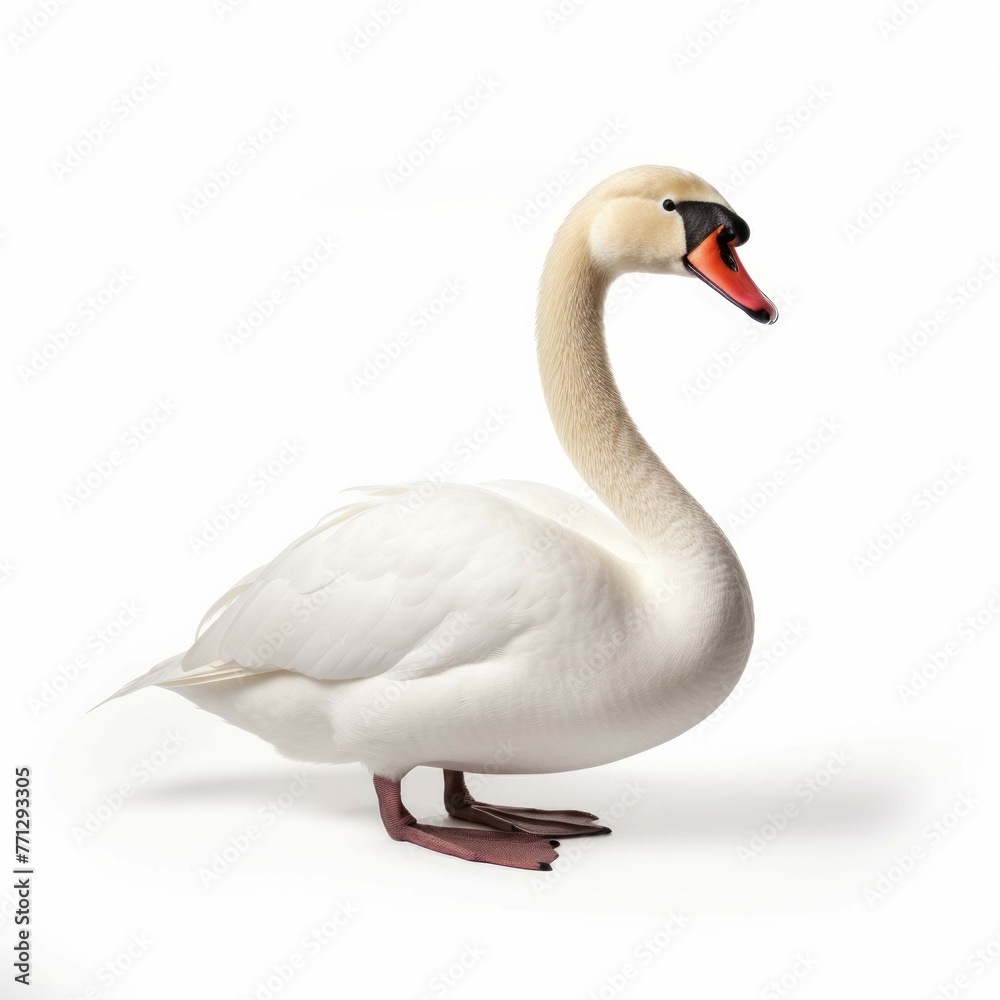 Swan isolated on white background