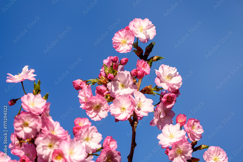 Fototapeta premium pink cherry blossoms