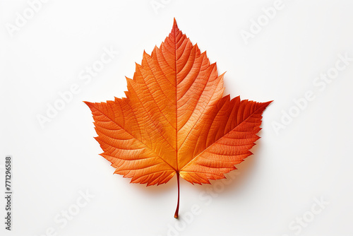 autumn maple leaf