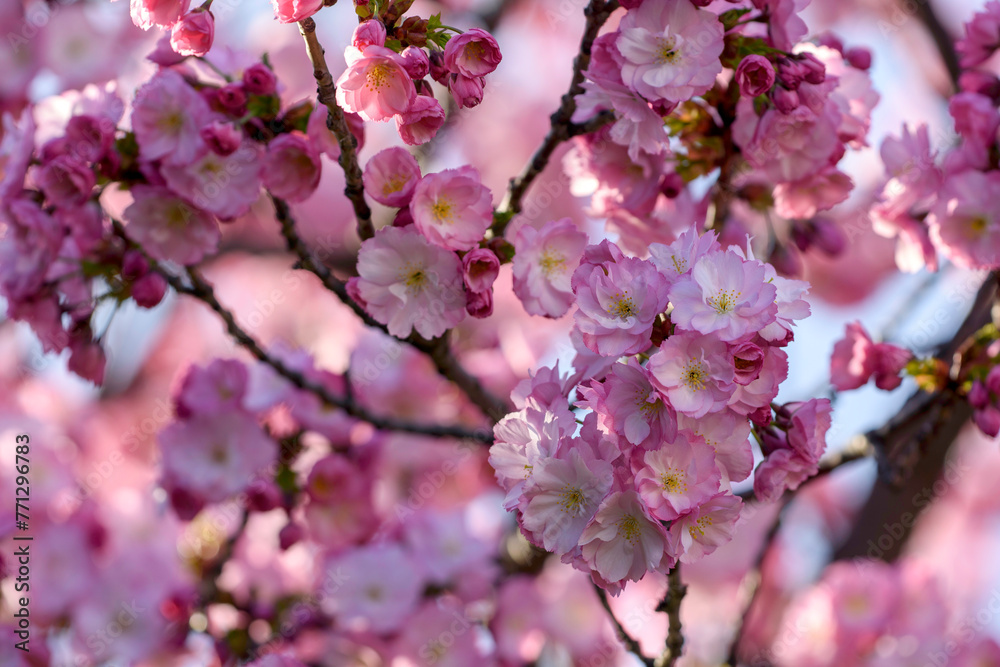 pink cherry blossoms