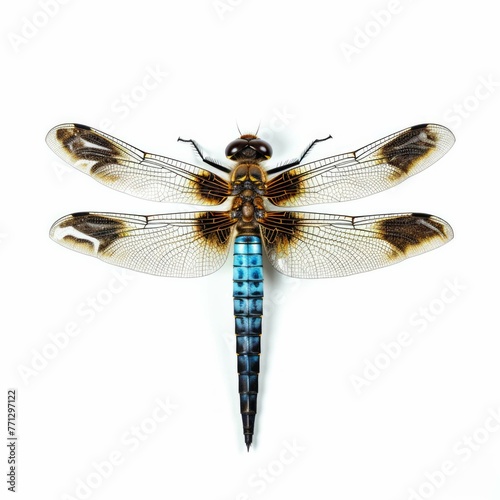 Dragonfly isolated on white background © Michael Böhm