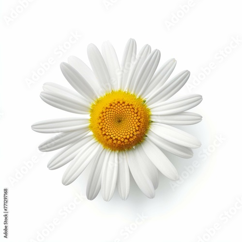 Daisy Flower, isolated on white background