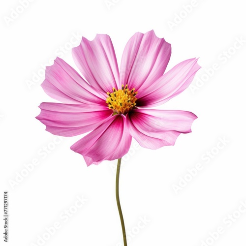 Cosmos Flower  isolated on white background