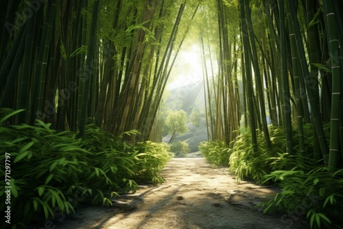 A bamboo forest with a path winding through it © Michael Böhm