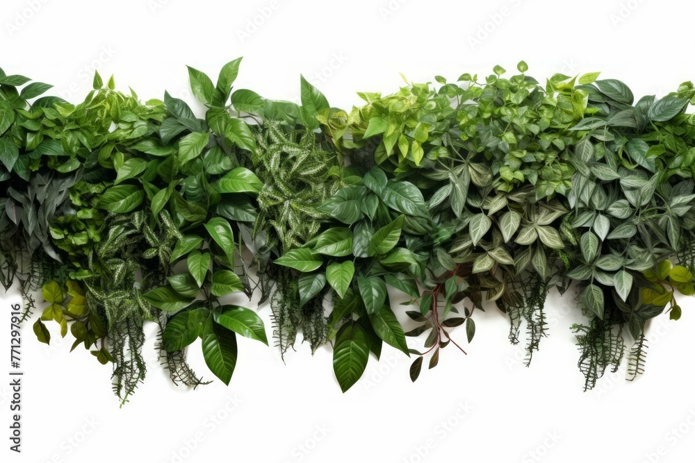 Obraz premium A vine covered wall with lush green leaves and a variety of other plants, isolated on white background
