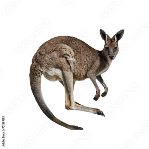 kangaroo isolated on white background © mdmubarak