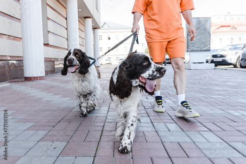 Obraz na płótnie English Springer Spaniel