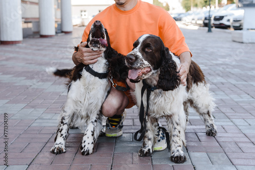 Obraz na płótnie English Springer Spaniel