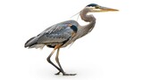 a large heron walking. This bird has gray and black feathers, a long neck, and very slender legs. Its long beak is bright yellow, and its eyes are sharp with black and white around them