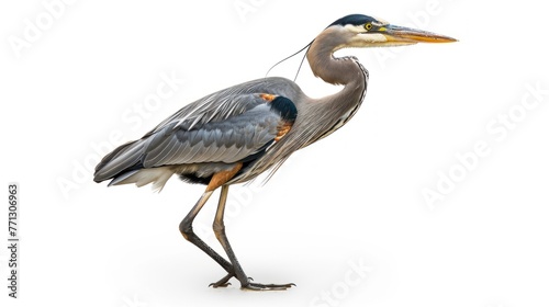 a large heron walking. This bird has gray and black feathers, a long neck, and very slender legs. Its long beak is bright yellow, and its eyes are sharp with black and white around them