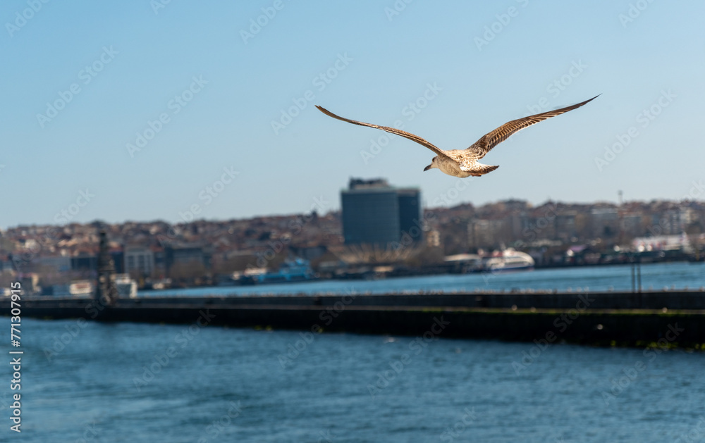 Close-up shot of a seagull in flight along Istanbul’s coastline, 