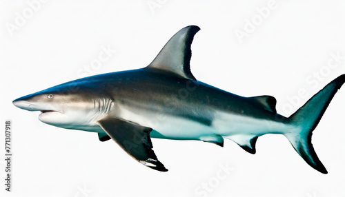 Blacktip reef shark isolate on white background
