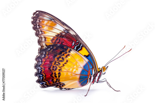 Beautiful Kaiser-i-Hind butterfly isolated on a white background. Side view