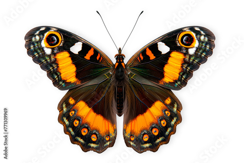 Beautiful Malabar Banded Peacock butterfly isolated on a white background with clipping path © boule1301