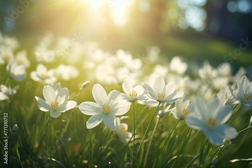 white flowers blooming on a green grass