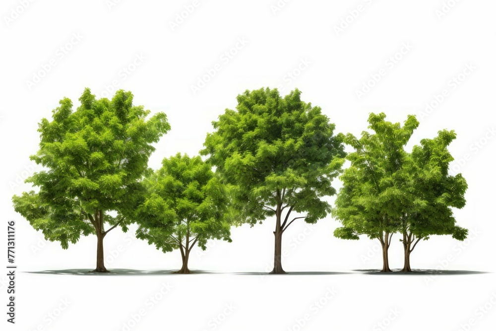 five trees of green leaves on a white background five trees of green leaves on a white background
