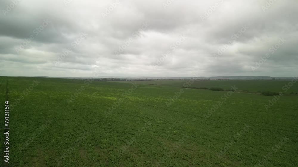 Green canola field aerial view in Ukraine Green canola field aerial view in Ukraine