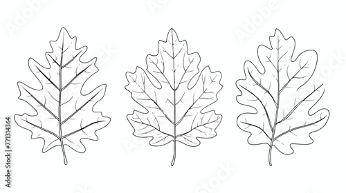 Oak leaves linear. Autumn leaf one line illustration.