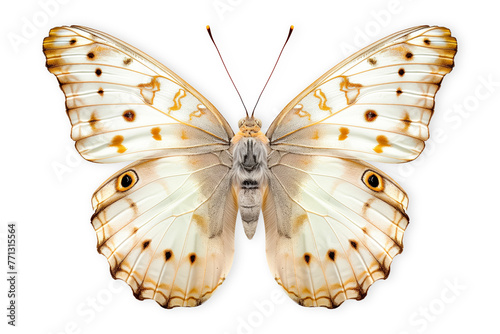 Beautiful Cramer Eighty-eight (Diaethria clymena) butterfly isolated on a white background with clipping path photo