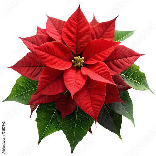 Vibrant poinsettia bloom