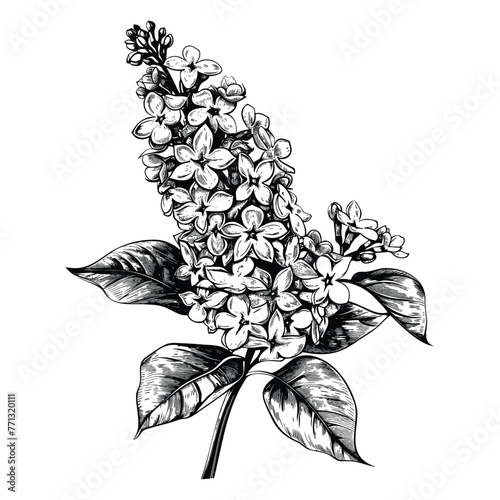 A branch of lilac flower, vintage flower illustration, black and white drawing, hand drawn illustration, vector isolated on white background © Favebrush